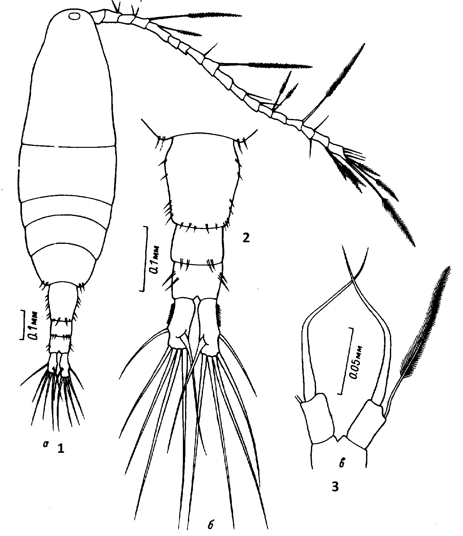 Espce Acartia (Acartiura) longiremis - Planche 17 de figures morphologiques
